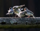 Burung Pipit Pelanduk