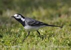 Burung Pipit Pelanduk