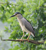 Burung Puchong Kuak