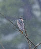 Burung Puchong Kuak