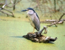 Burung Puchong Kuak