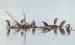 Burung Puchong Kuak