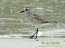 Burung Rampang Kelabu