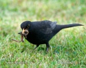 Burung sikatan hitam