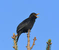 Burung sikatan hitam