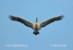 Burung Undan Paruh Titik