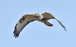 Buteo lagopus