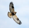 Buteo lagopus