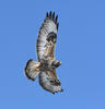 Buteo lagopus