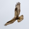 Buteo lagopus