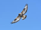 Buteo lagopus