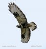 Buteo lagopus