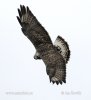 Buteo lagopus