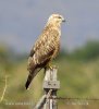 Buteo rufinus