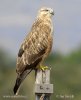 Buteo rufinus