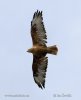 Buteo rufinus