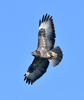 Buzzard