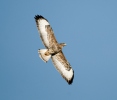 Buzzard