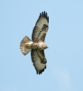 Buzzard