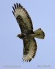 Buzzard