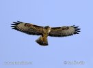 Buzzard