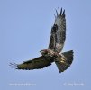 Buzzard