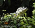 Caiman crocodilus