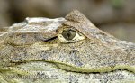 Caiman crocodilus