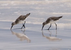 Calidris ferruginea