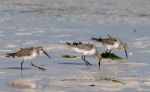 Calidris ferruginea