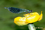 Calopteryx splendens