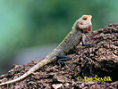 Calotes versicolor