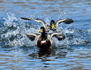 Canard colvert