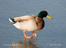 Canard colvert