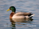 Canard colvert