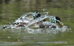 Canard colvert