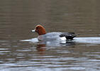 Canard siffleur