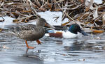 Canard souchet