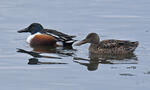 Canard souchet