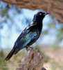 Cape Glossy Starling