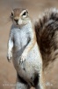 Cape Ground Squirrel