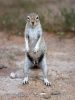 Cape Ground Squirrel