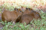 Capibara