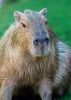 Capibara