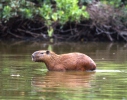 Capibara