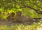 Capivara