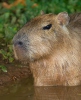 Capybara