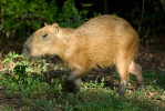 Capybara