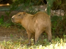 Capybara