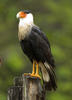 Caracara plancus